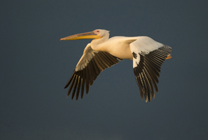 pelican